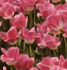tulips3