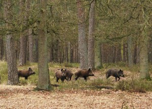 Zwijnen-op-de-veluweGroot