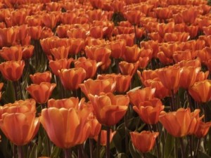 tulips-orange